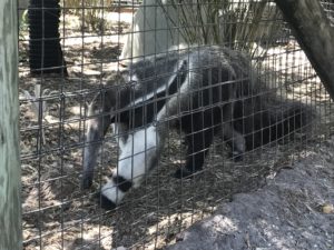 Naples Zoo