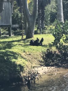 Naples Zoo
