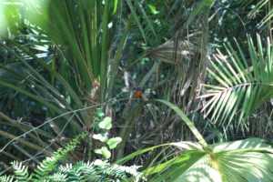 Painted Bunting at the Corkscrew Swamp Sanctuary