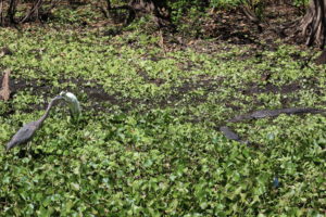 Birds feeding near gators at Corkscrew Swamp Sanctuary