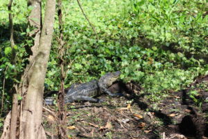 Alligator on a log at Corkscrew Swamp Audubon Sanctuary