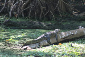 Alligator hugging a log at Corkscrew Swamp Audubon Sanctuary