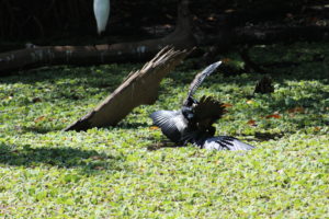 Anhingas fighting at Corkscrew Swamp Sanctuary