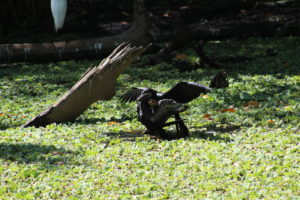 Anhingas fighting at Corkscrew Swamp Sanctuary