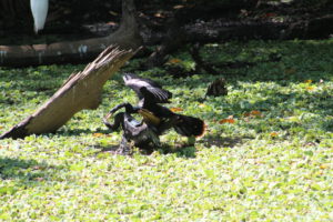 Anhingas fighting at Corkscrew Swamp Sanctuary