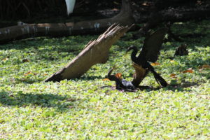 Anhingas fighting at Corkscrew Swamp Sanctuary