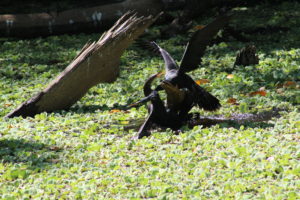 Anhingas fighting at Corkscrew Swamp Sanctuary