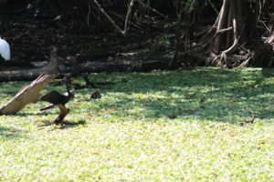 Anhingas fighting at Corkscrew Swamp Sanctuary