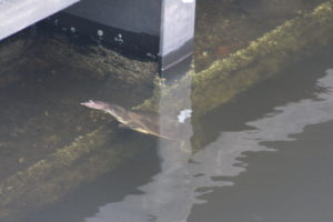 Turtle swimming around the dam at WP Franklin Campround.