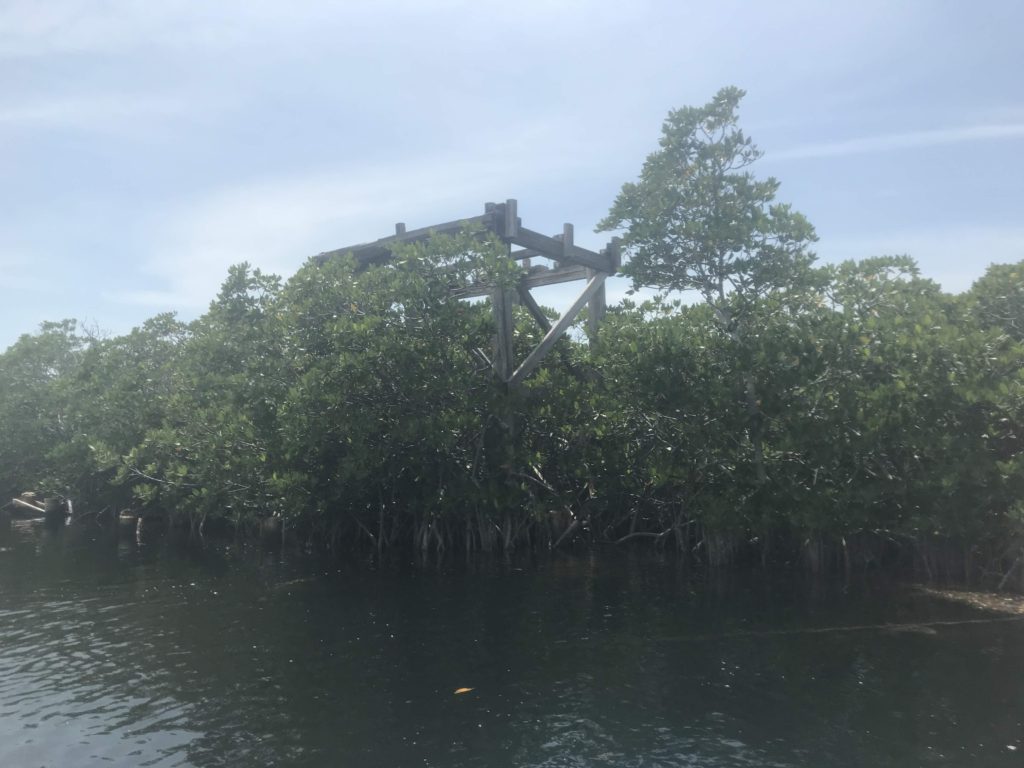 Mangrove Trail Lookout