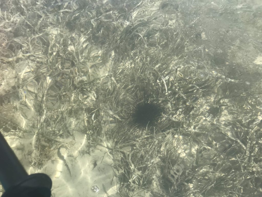 Sea Urchin on the way to Indian Key Historic State Park