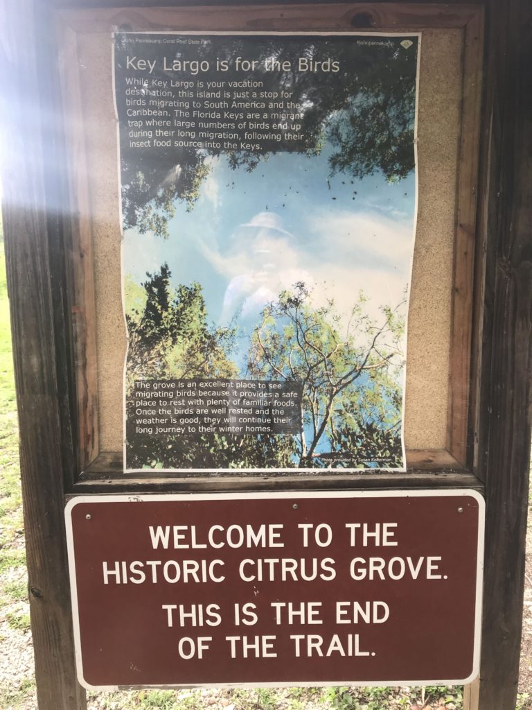 citrus grove