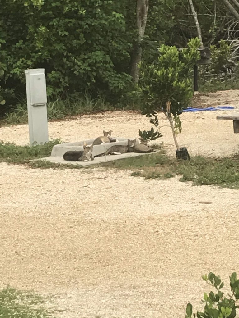 Campground kitties