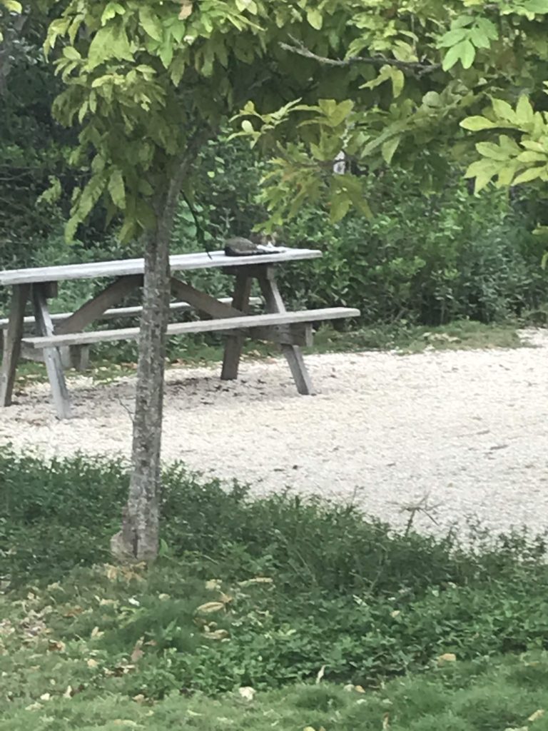 campground kitty
