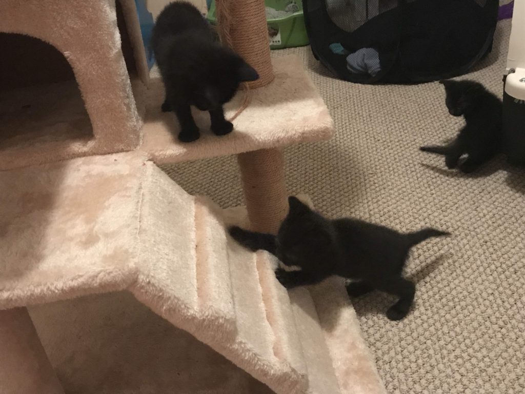 Black Kittens Playing