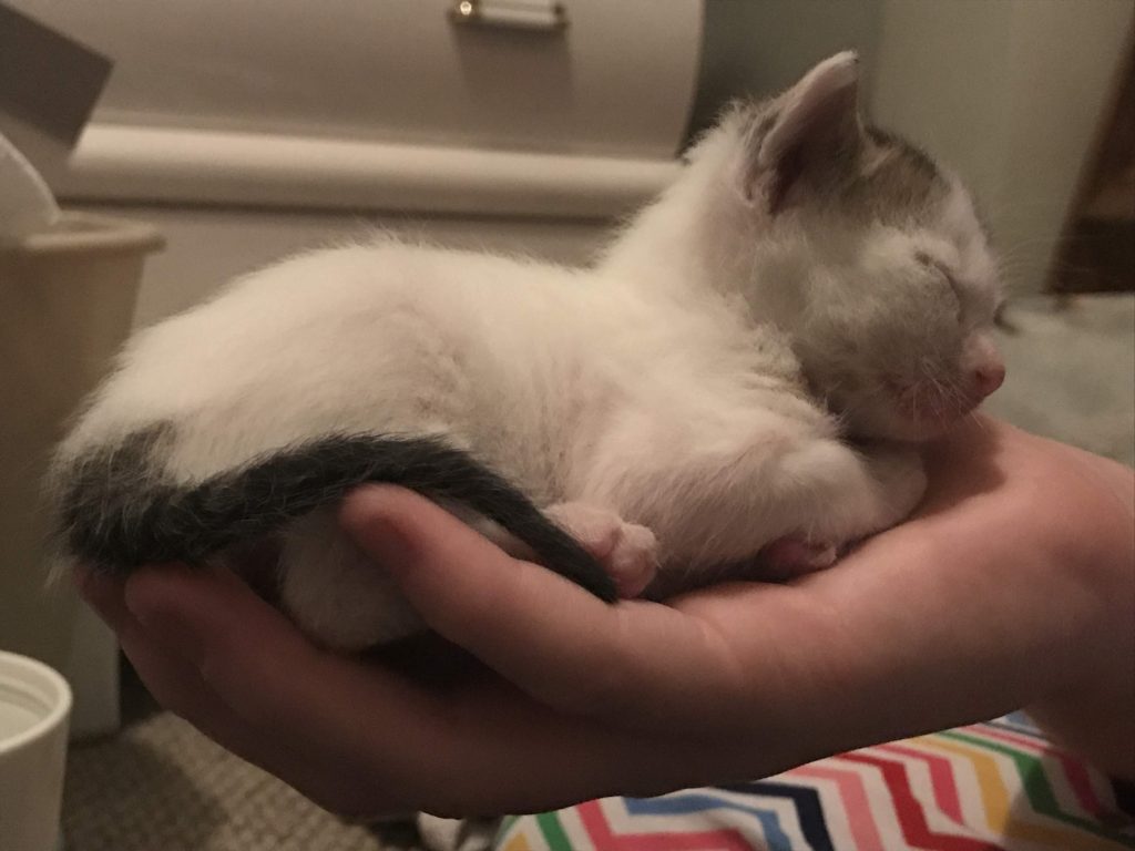Feather in a Hand