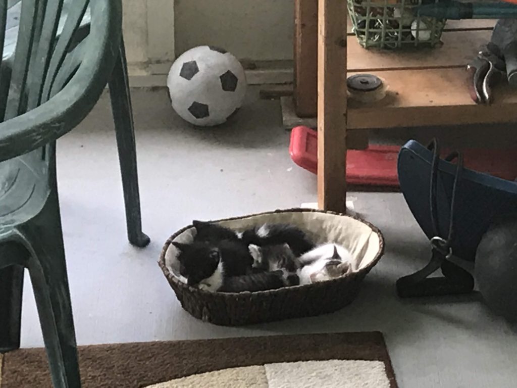 Kittens in a Basket