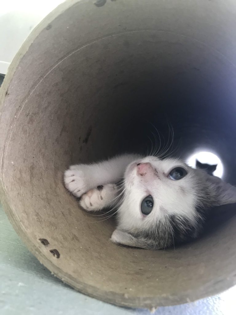 Kitten in a tube