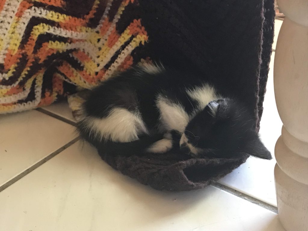 Kitten curled up on the corner of an afghan.