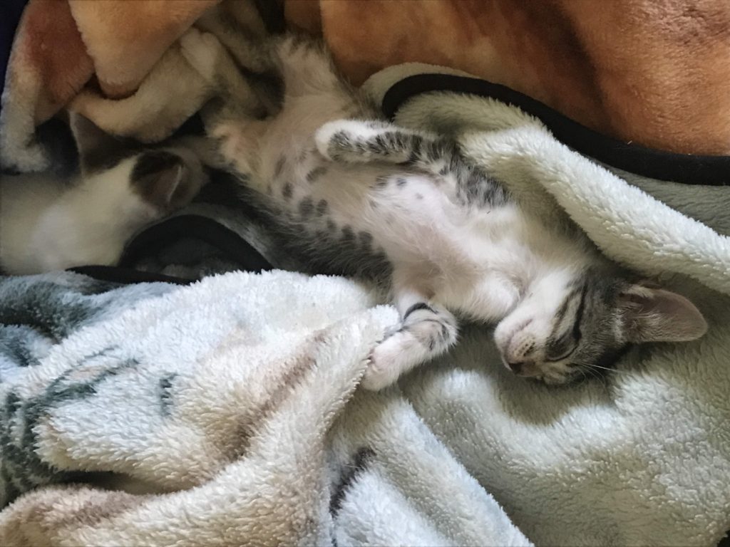 Kitten crashes are so cute!