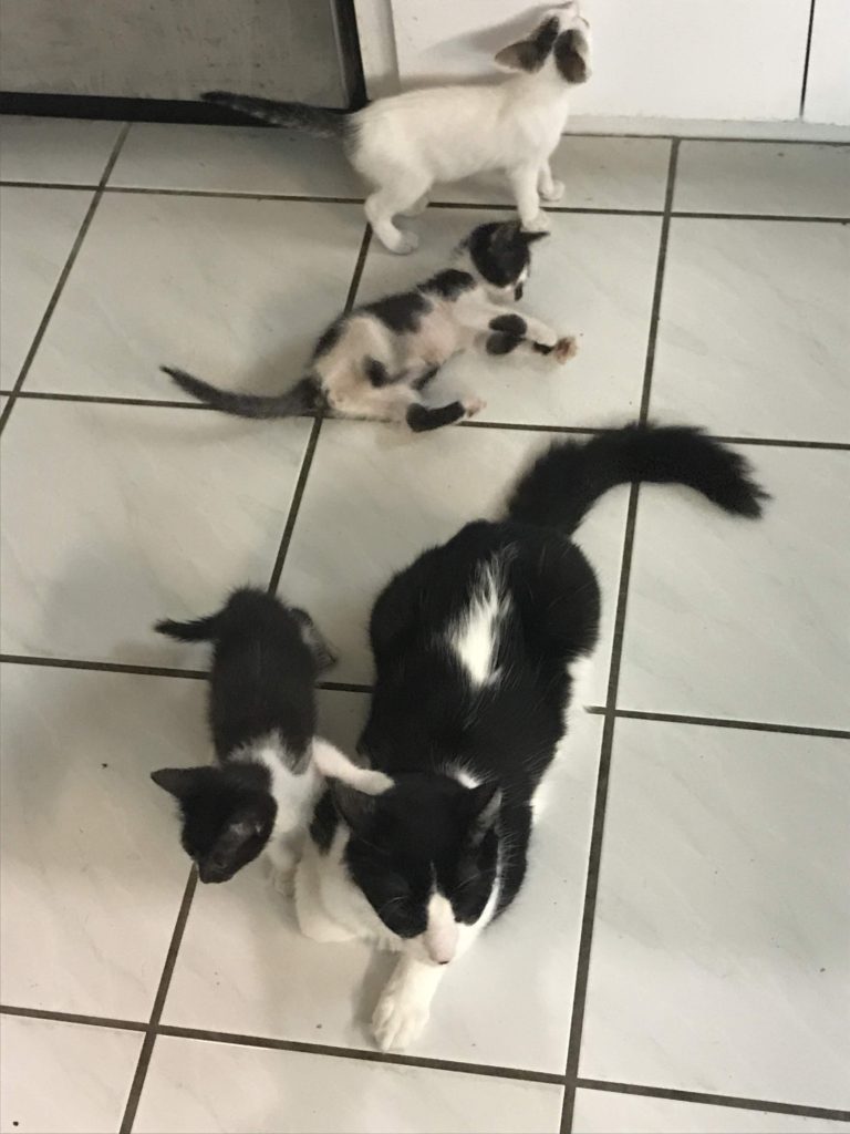 FooFoo became a surrogate kitty-dad