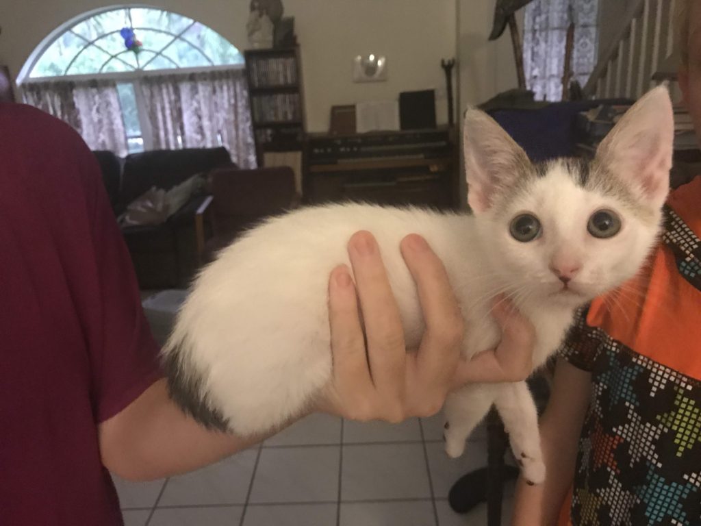 Feather big enough to be adopted