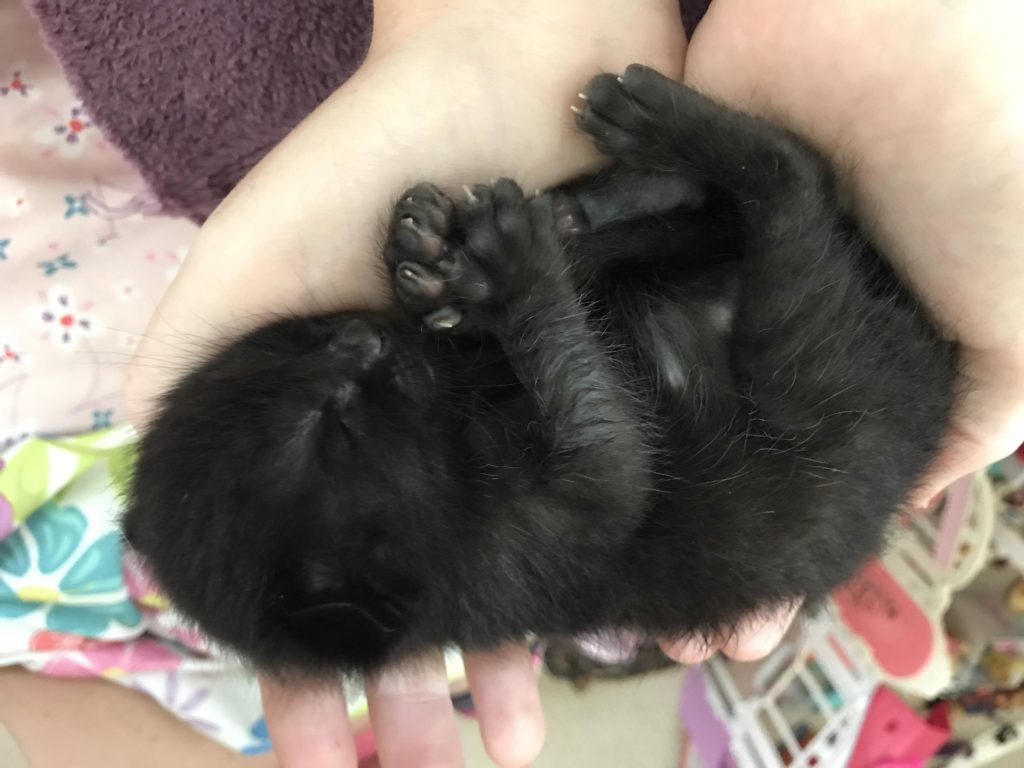 Little Black Kitten