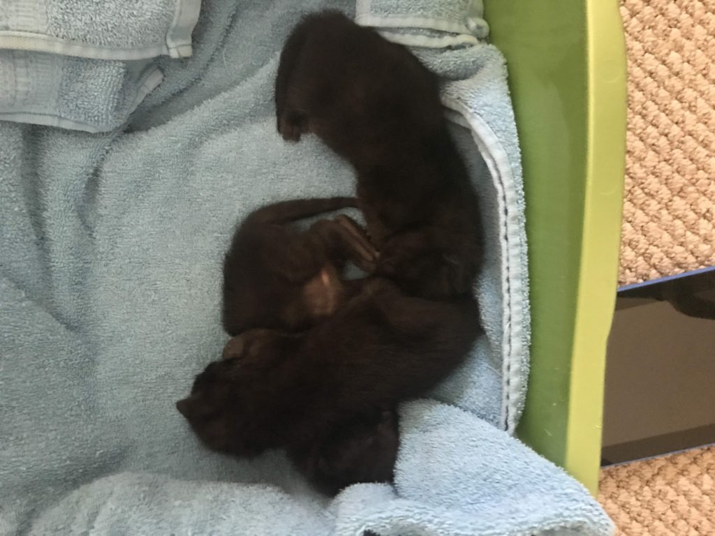 New Itty Bitty Black Kitties