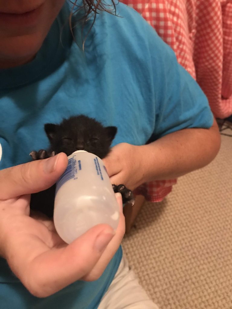 Bottle feeding kitten