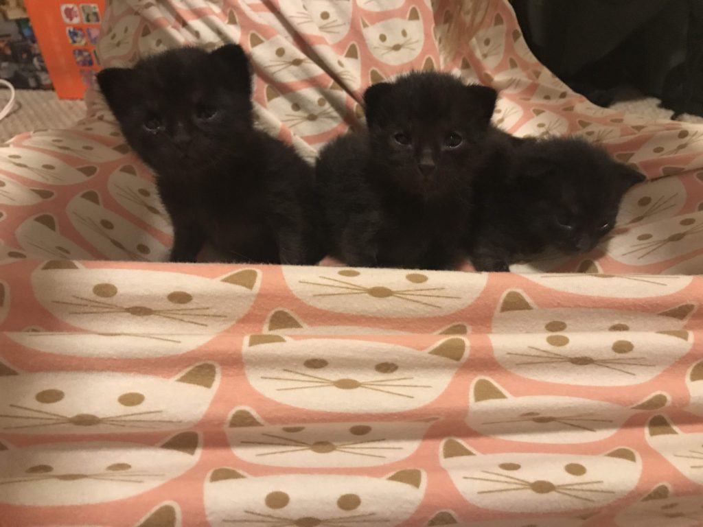Three little black kittens