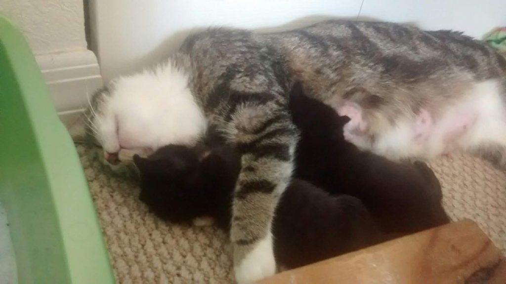 Peaches and Kittens Napping