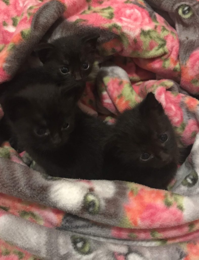 Growing Kittens