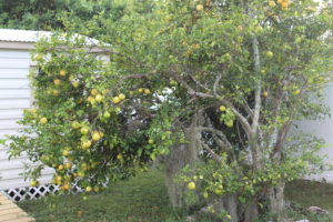 Lemon Tree