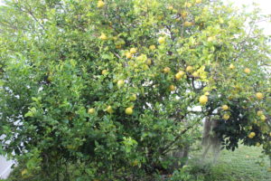 Lemon Tree