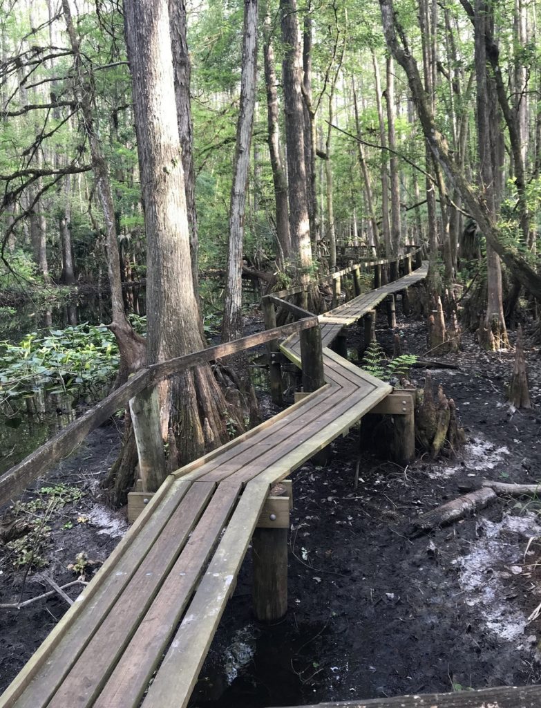 Swamp Trail Boardwalk
