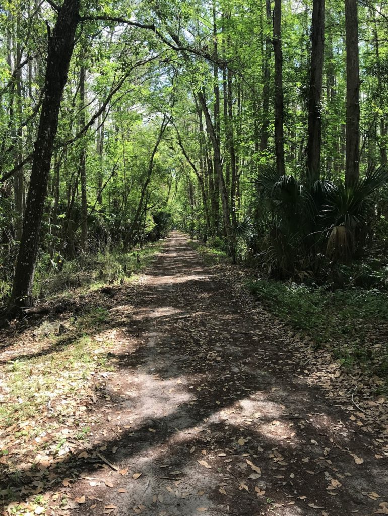 Bike Trail at Highlands Hammock State Park