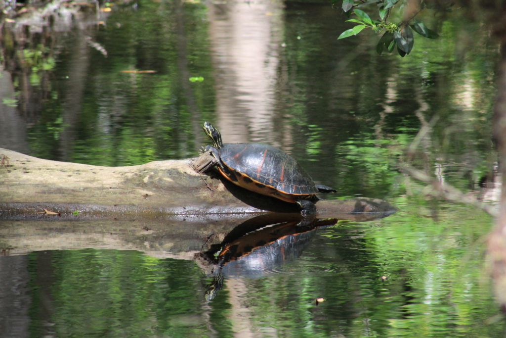 Turtle sunning himself on a log